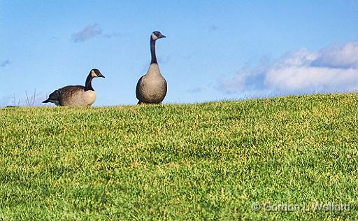 Taking The High Ground_DSCF03144.jpg - Canada Geese (Branta canadensis) photographed at Ottawa, Ontario, Canada.